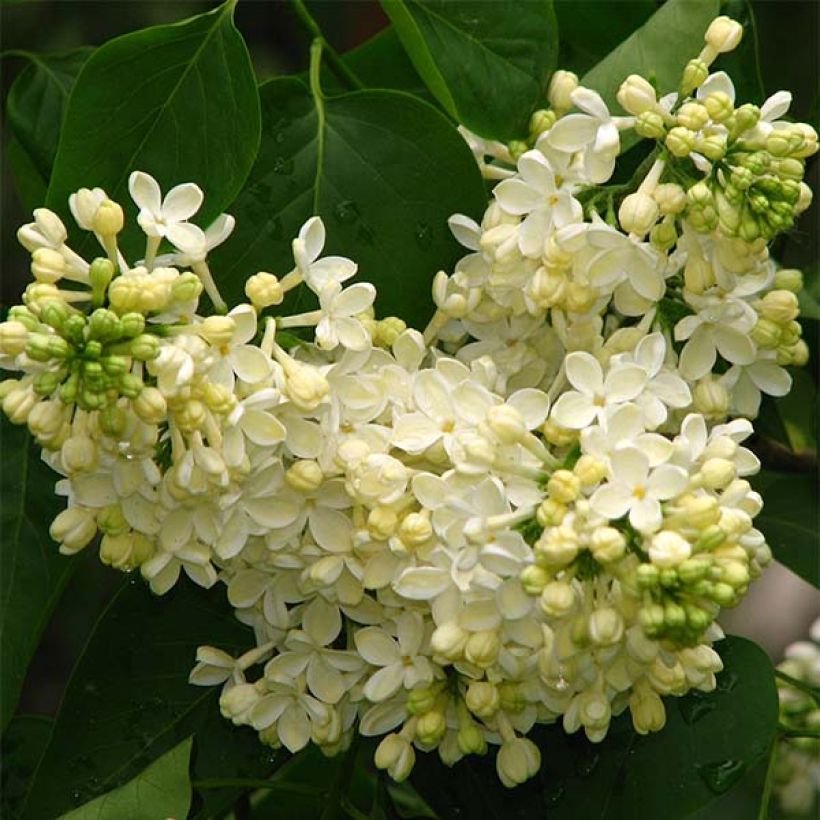 Syringa vulgaris Dentelle d'Anjou (Floração)