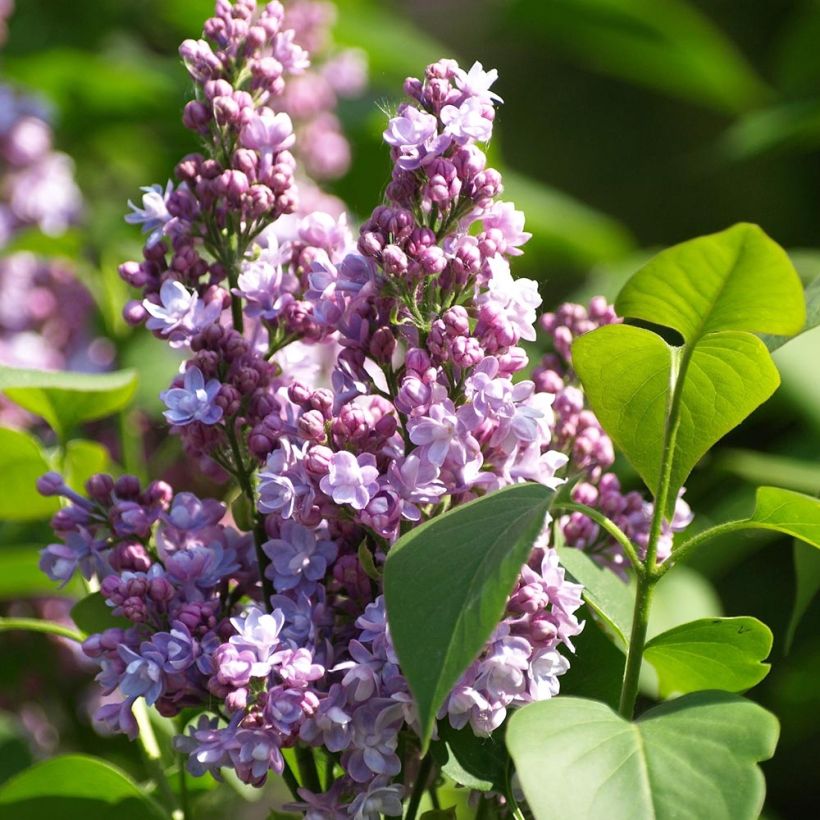 Syringa vulgaris Michel Buchner (Floração)