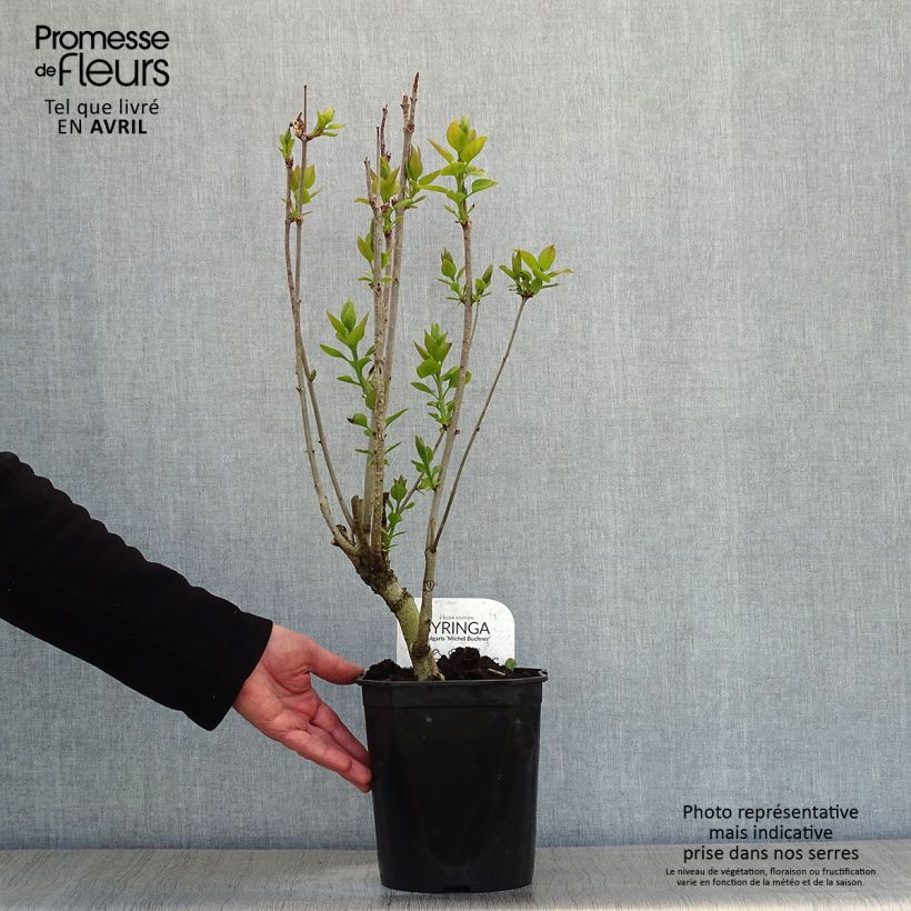 Amostra de Syringa vulgaris Michel Buchner Vaso de 4 L/5 L tal como entregue na primavera