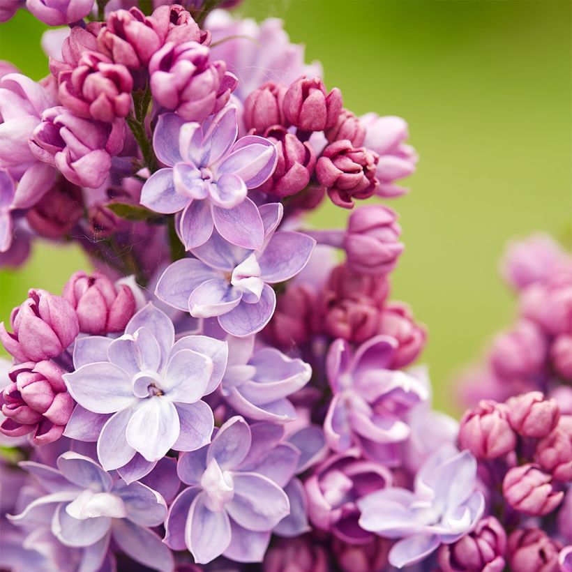 Syringa vulgaris Paul Thirion (Floração)