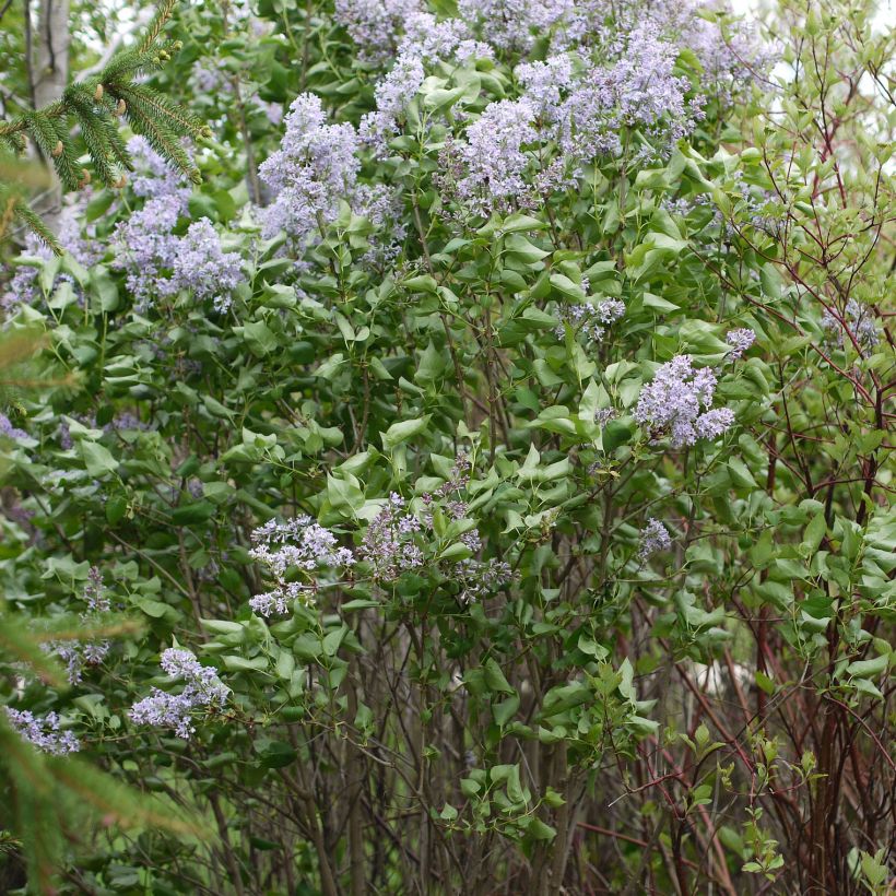 Syringa vulgaris Président Grevy (Hábito)
