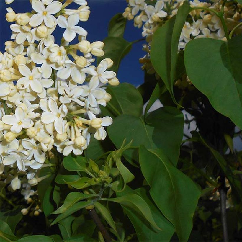 Syringa vulgaris Primrose (Folhagem)