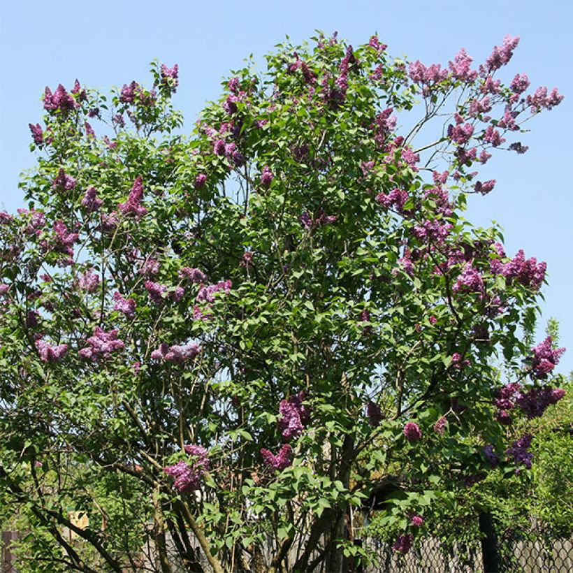 Syringa vulgaris Prince Wolkonsky (Hábito)