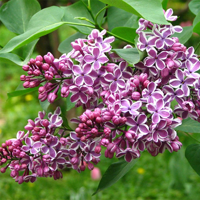Syringa vulgaris Sensation (Floração)