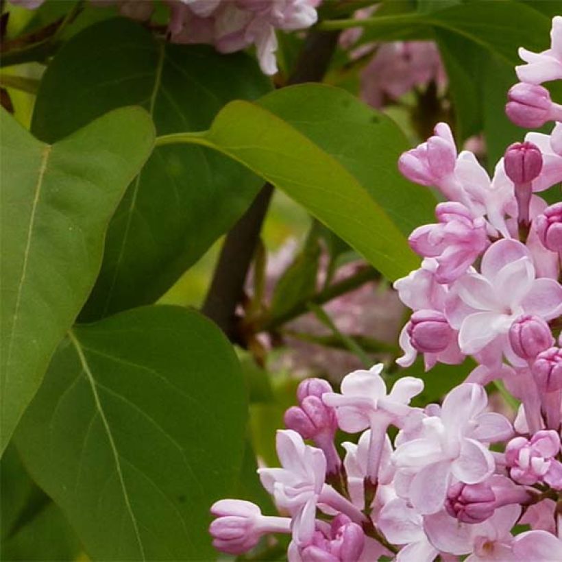 Syringa vulgaris Zhemchuzhina (Folhagem)