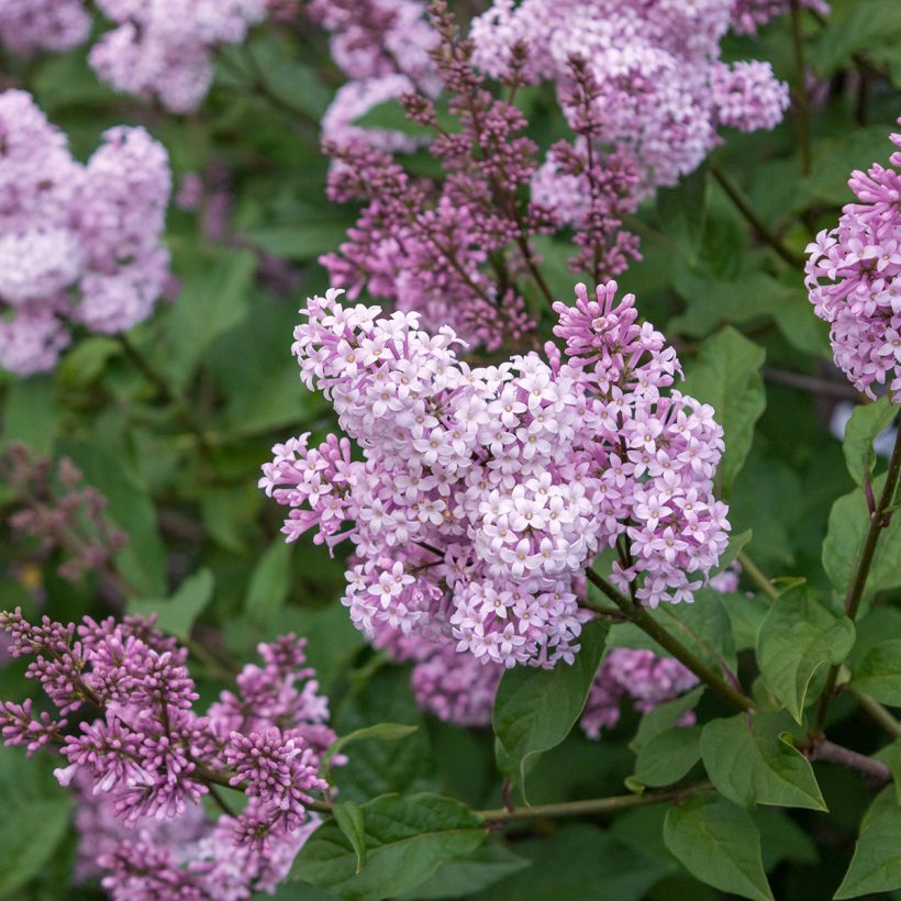 Syringa chinensis Saugeana (Floração)