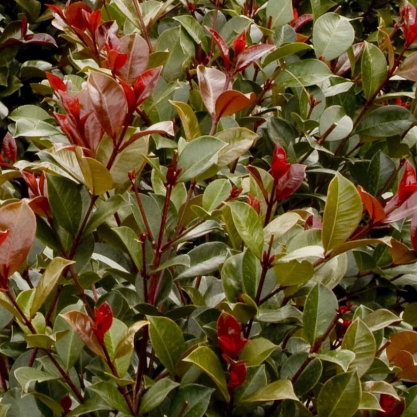 Syzygium australe Big Red (Folhagem)