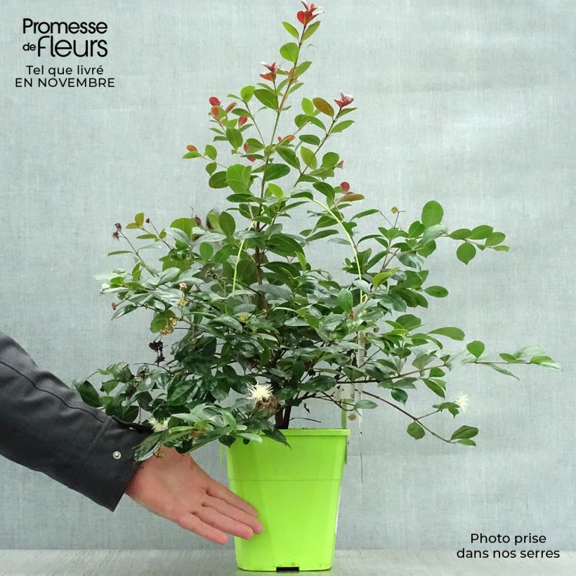Amostra de Syzygium australe Big Red Vaso de 4 L/5 L tal como entregue no outono