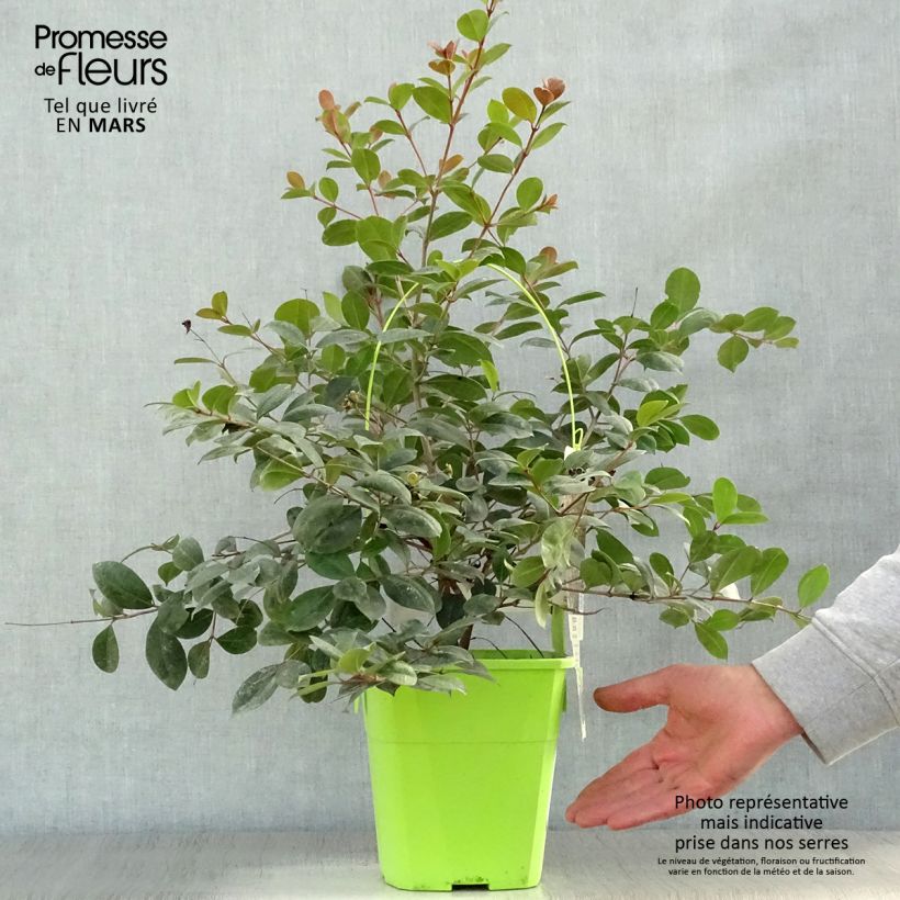 Amostra de Syzygium australe Big Red Pot de 4L/5L tal como entregue na primavera