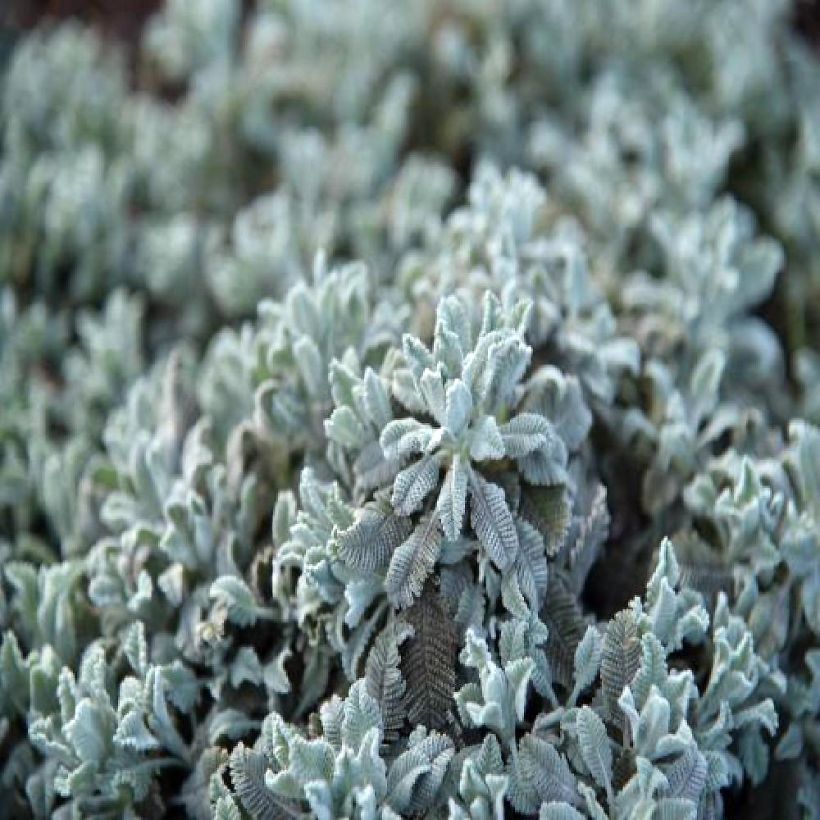 Tanacetum haradjanii Little Frosty (Folhagem)