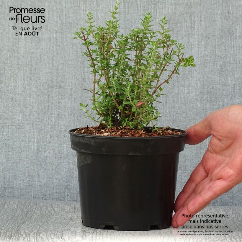 Amostra de Teucrium × lucidrys Vaso de 2 L/3 L tal como entregue no verão