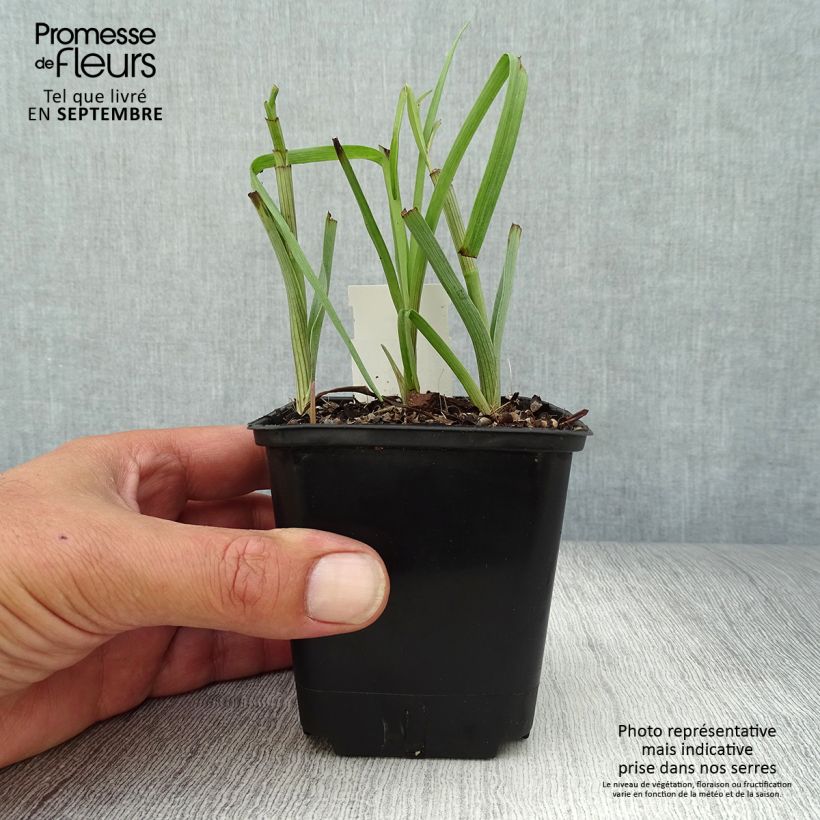 Amostra de Tradescantia virginiana Brevicaulis - Ephémère de Virginie Godet de 8/9 cm tal como entregue no outono