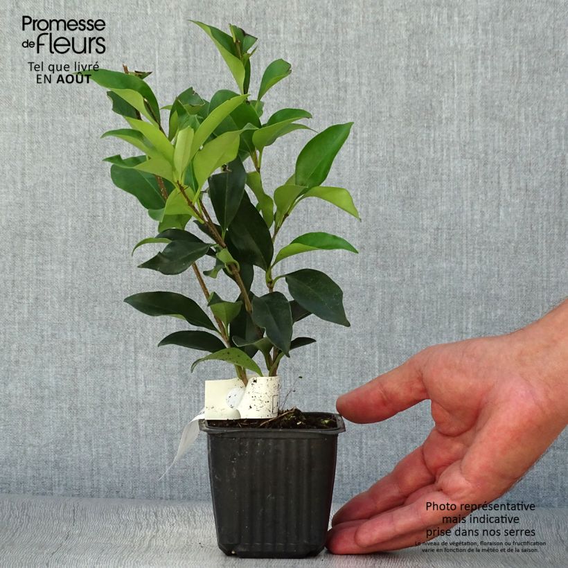 Amostra de Alfeneiro-do-Japão - Ligustrum japonicum Vaso de 1,5 L/2 L tal como entregue no verão