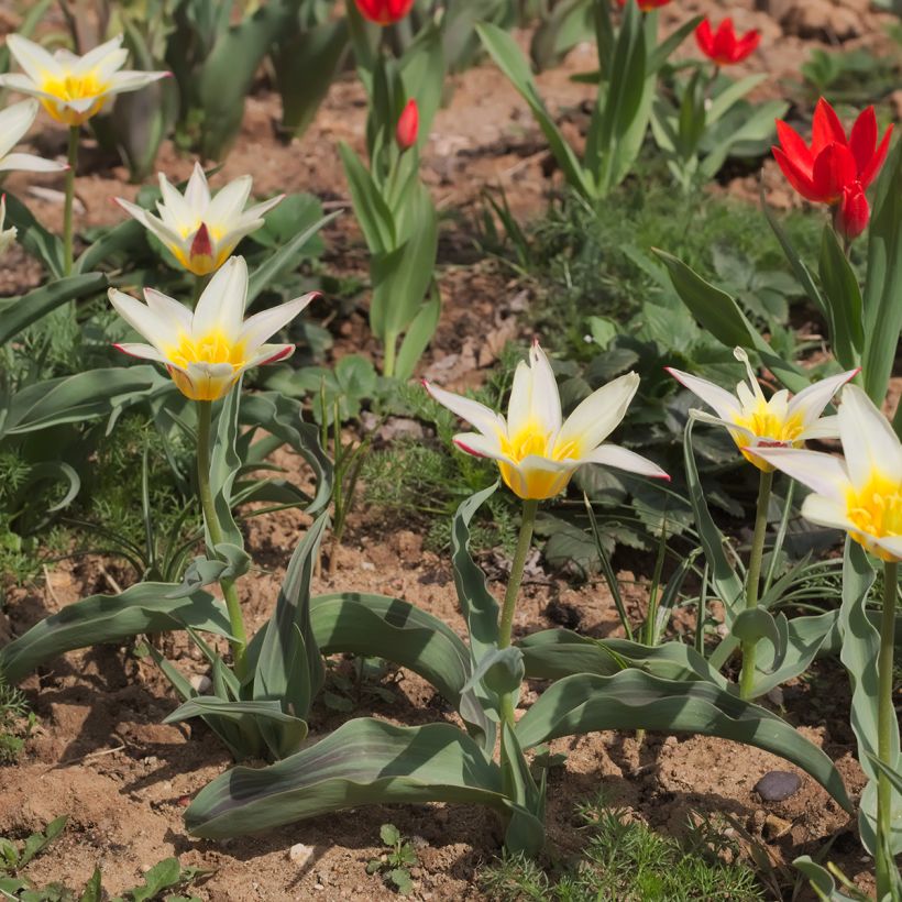 Tulipa greigii White Fire (Hábito)