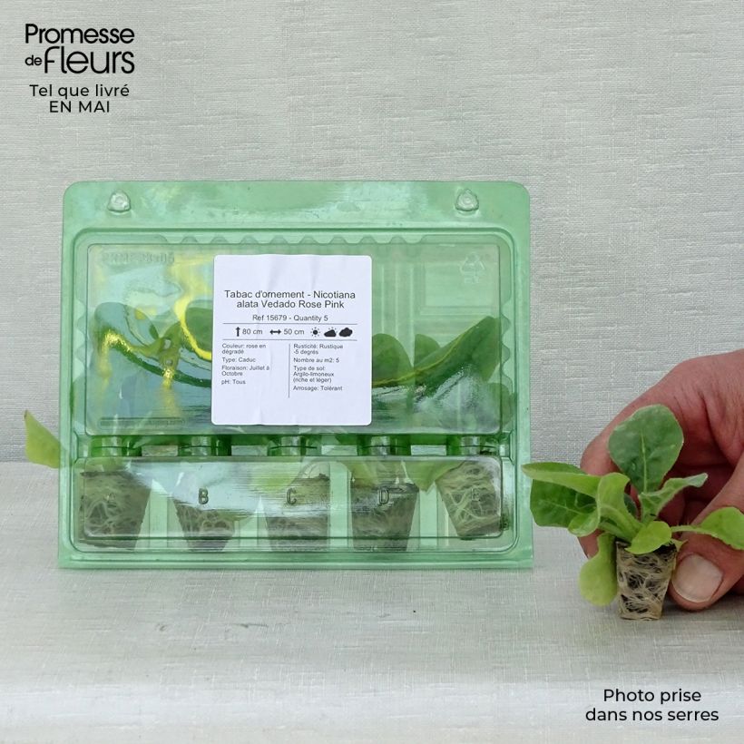 Amostra de Tabac d'ornement - Nicotiana alata Vedado Rose Pink Mini-torrão Ø 3/4 cm tal como entregue na primavera