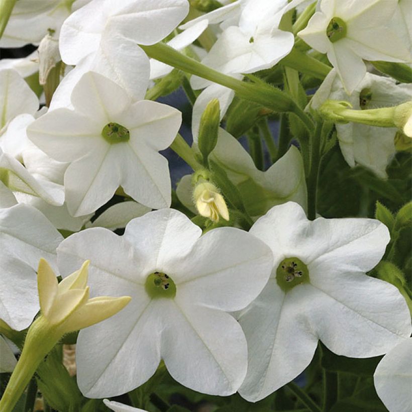 Nicotiana Perfume F1 White (Floração)