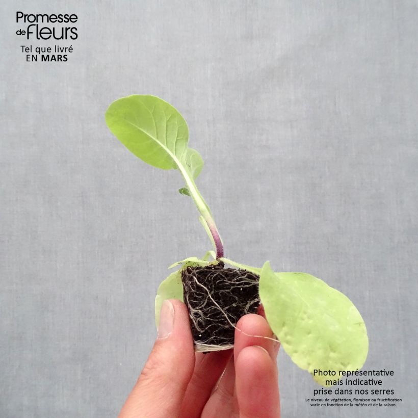 Amostra de Tabac d'ornement - Nicotiana Marshmallow Mini-torrão Ø 3/4 cm tal como entregue na primavera