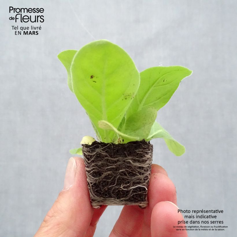 Amostra de Tabac d'ornement - Nicotiana sylvestris Mini-torrão Ø 3/4 cm tal como entregue na primavera