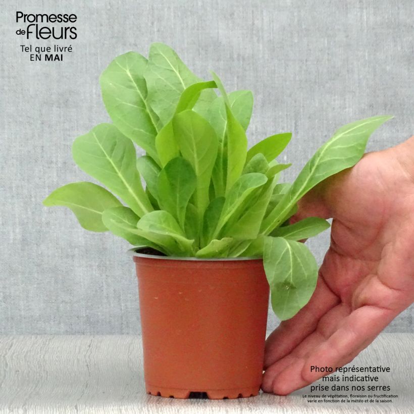 Amostra de Tabac d'ornement - Nicotiana sylvestris Vaso de 8/9 cm tal como entregue na primavera