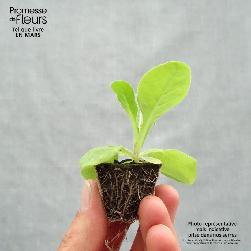 Amostra de Tabac d'ornement Perfume Mix Jardimotte : motte 3,8 cm x 3,2 cm en plaque de culture par 16 tal como entregue na primavera