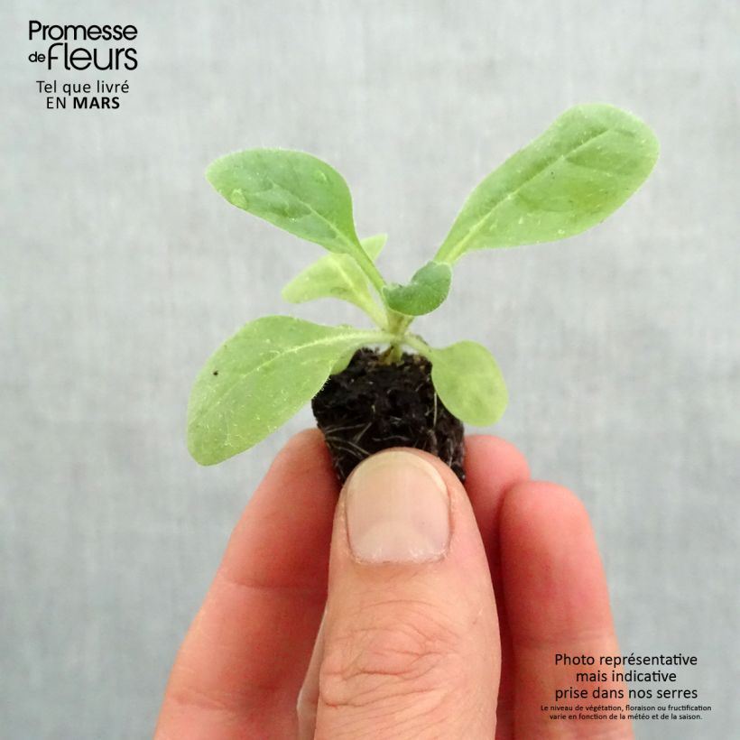 Amostra de Tabac d'ornement Perfume Red - Nicotiana Mini-torrão Ø 3/4 cm tal como entregue na primavera