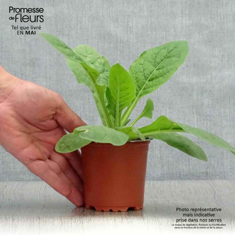 Amostra de Tabac d'ornement Perfume Red - Nicotiana Vaso de 8/9 cm tal como entregue na primavera