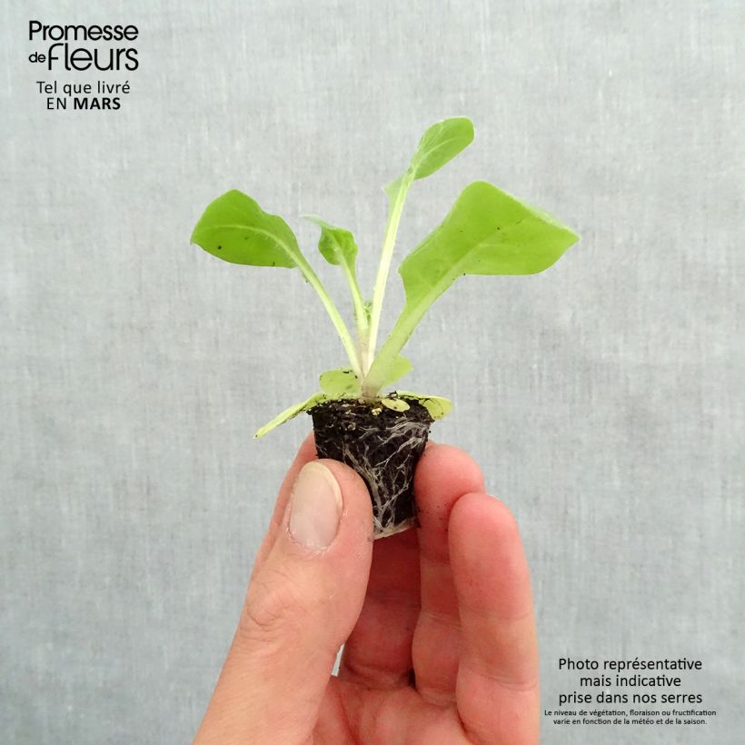 Amostra de Tabac d'ornement Perfume White - Nicotiana Mini-torrão Ø 3/4 cm tal como entregue na primavera