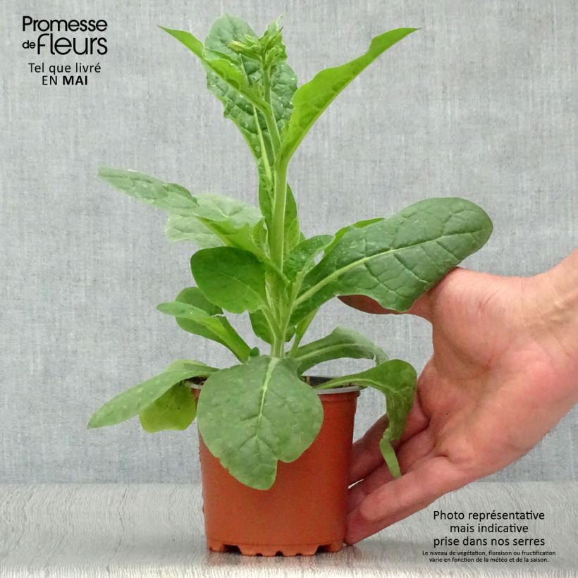 Amostra de Tabac d'ornement Perfume White - Nicotiana Vaso de 8/9 cm tal como entregue na primavera