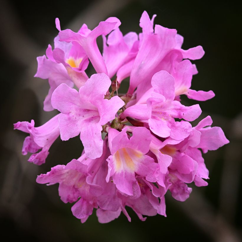 Tabebuia impetiginosa (Floração)