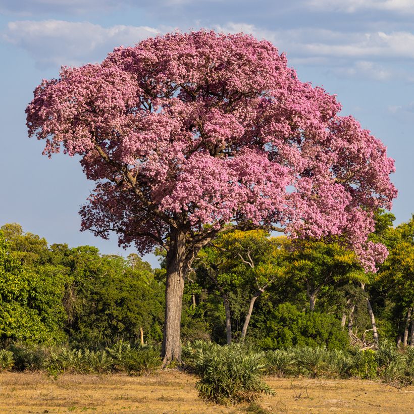 Tabebuia impetiginosa (Hábito)