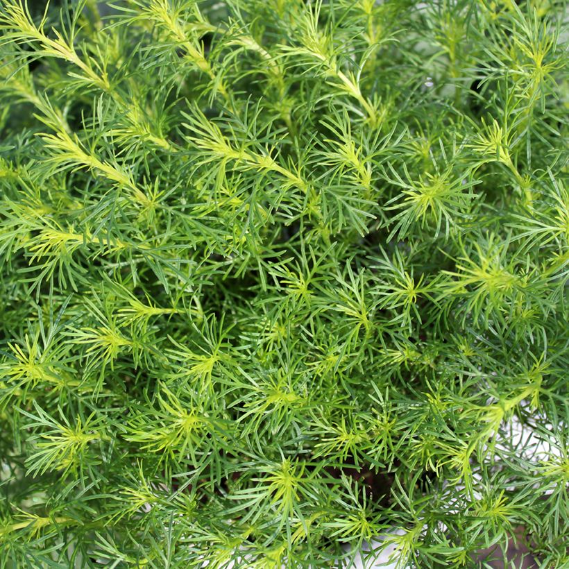 Cravo-túnico plantas jovens (Folhagem)