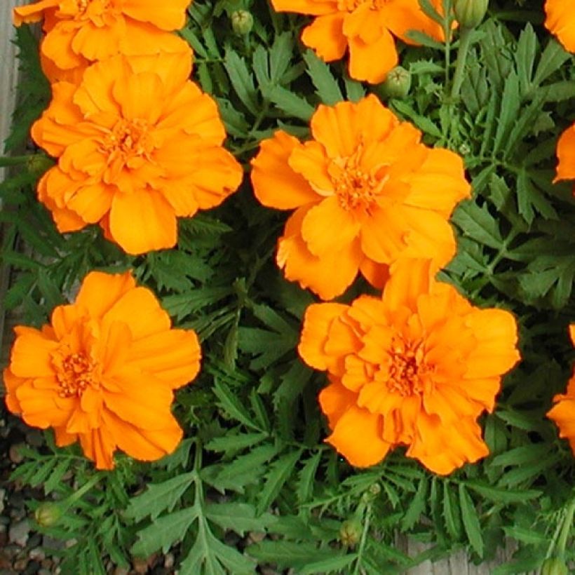 Cravo-túnico Queen Orange em minimottes - Tagetes patula (Folhagem)