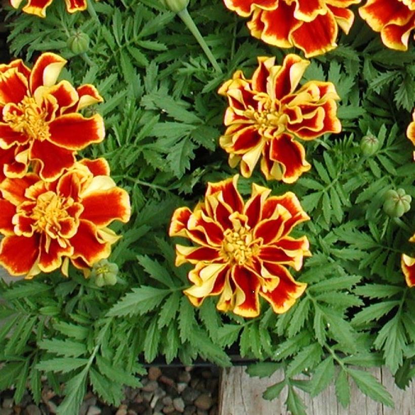 Cravo-túnico Queen Yellow Fire em minimottes - Tagetes patula (Folhagem)
