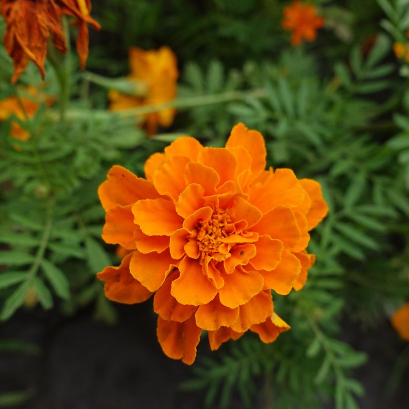 Cravo-túnico Durango Tangerine em sementes - Tagetes patula (Floração)