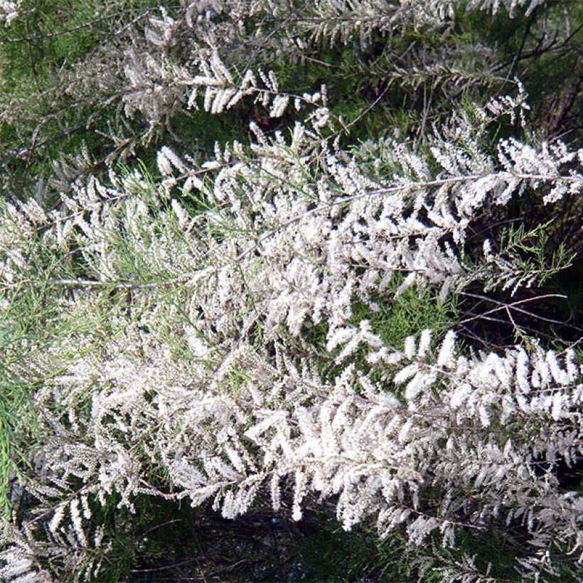 Tamarix ramosissima Hulsdonk White (Floração)