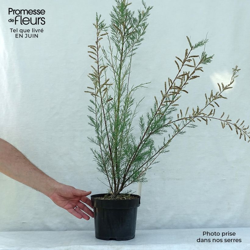 Amostra de Tamarix ramosissima Hulsdonk White Vaso de 3 L/4 L tal como entregue no verão