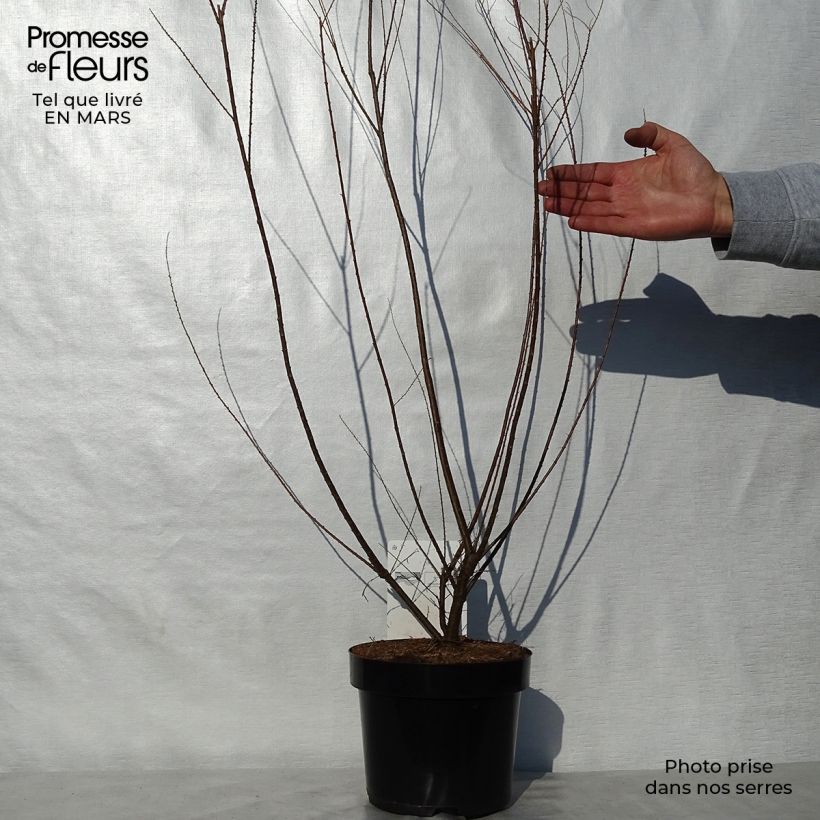 Amostra de Tamarix ramosissima Hulsdonk White Vaso de 3 L/4 L tal como entregue na primavera