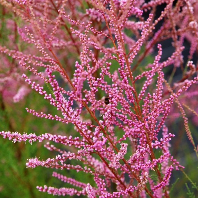 Tamarix ramosissima Rubra (Floração)