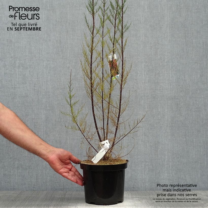 Amostra de Tamarix ramosissima Rubra Vaso de 3 L/4 L tal como entregue no outono