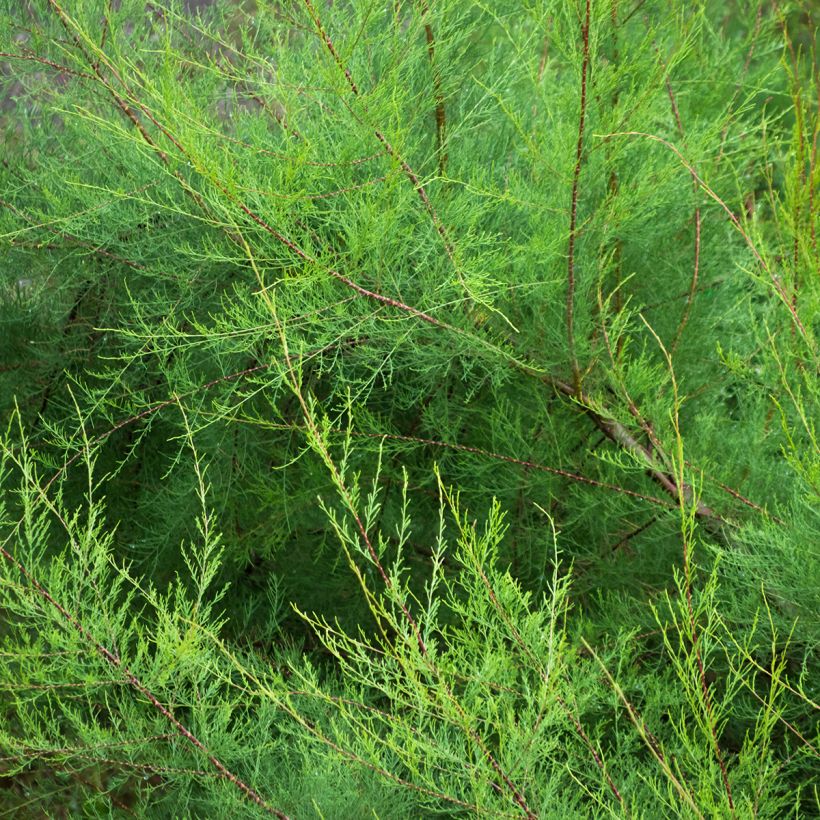 Tamarix gallica (Folhagem)
