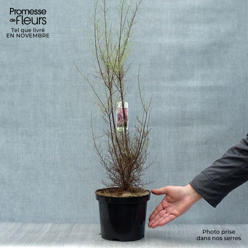 Amostra de Tamarix parviflora Vaso de 3 L/4 L tal como entregue no outono