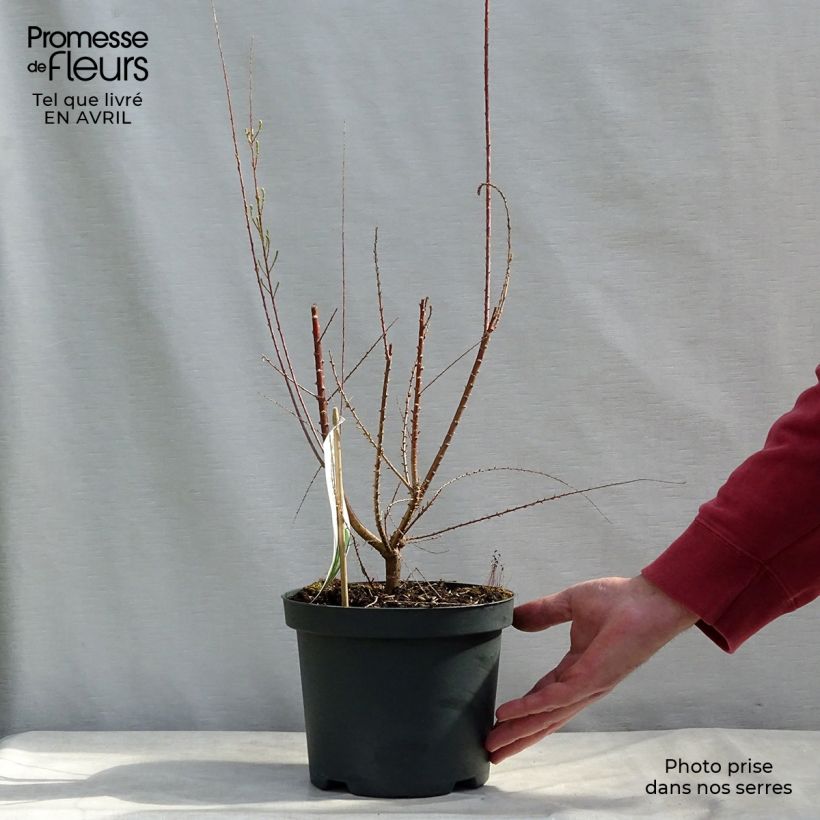 Amostra de Tamarix ramosissima Pink Cascade Vaso de 2 L/3 L tal como entregue na primavera