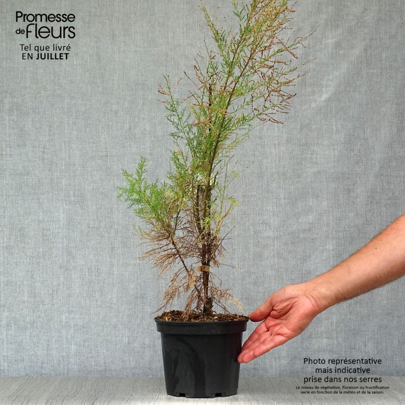 Amostra de Tamarix ramosissima Pink Cascade Vaso de 2 L/3 L tal como entregue no verão