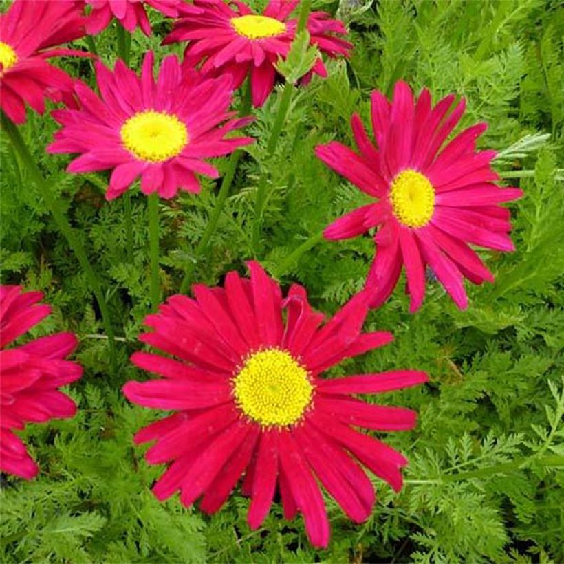Tanacetum coccineum Robinson's Red (Floração)