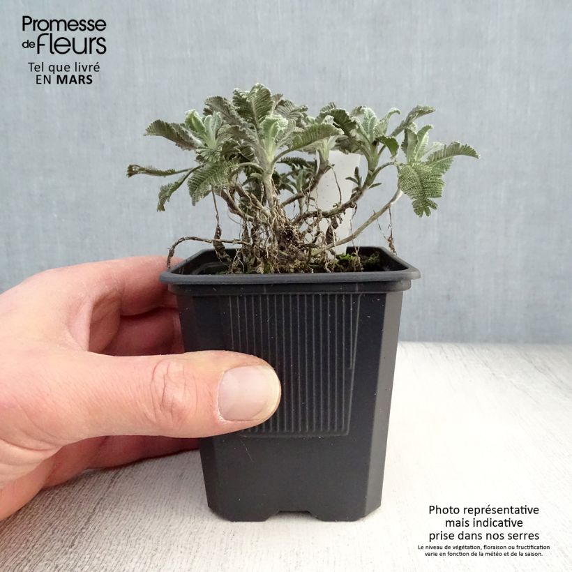 Amostra de Tanacetum haradjanii Vaso de 7/8 cm tal como entregue na primavera