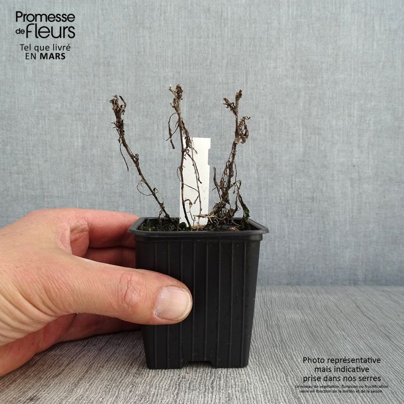 Amostra de Tanacetum haradjanii Godet de 7/8 cm tal como entregue no inverno