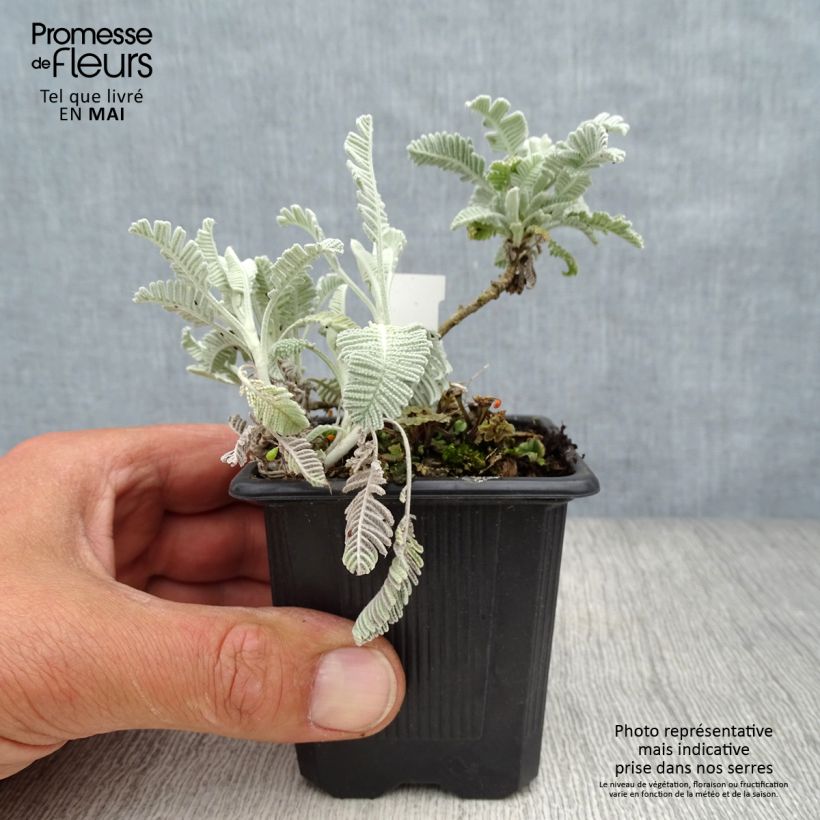 Amostra de Tanacetum haradjanii Little Frosty Vaso de 8/9 cm tal como entregue na primavera