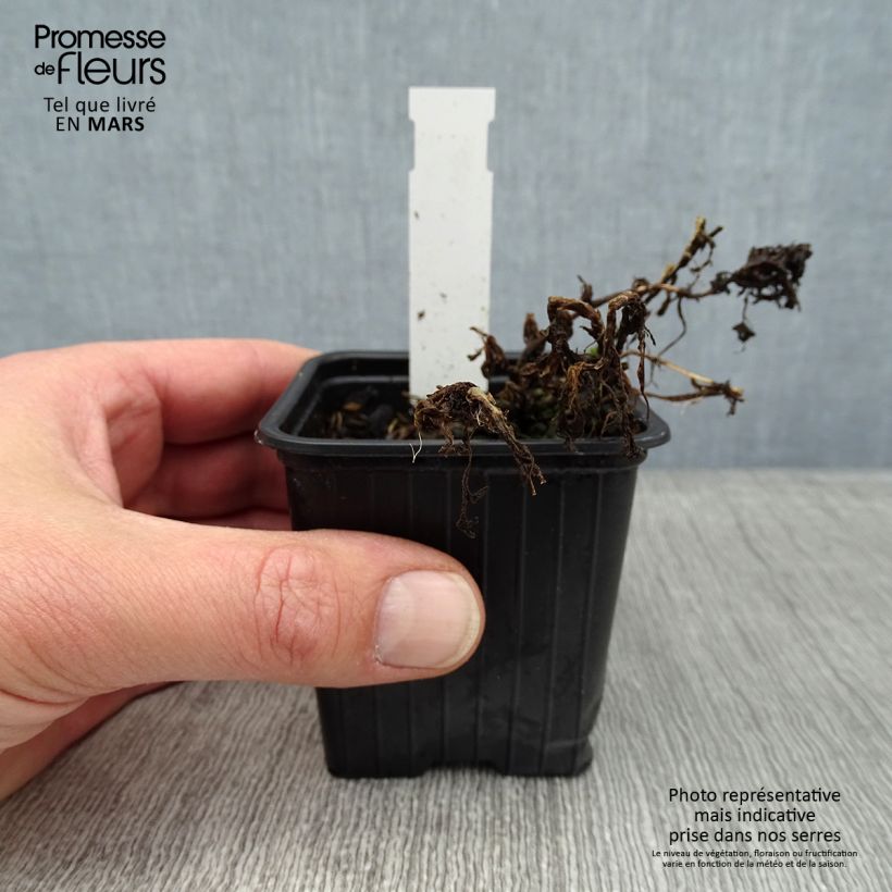 Amostra de Tanacetum haradjanii Little Frosty - Tanaisie argentée Godet de 8/9 cm tal como entregue no inverno