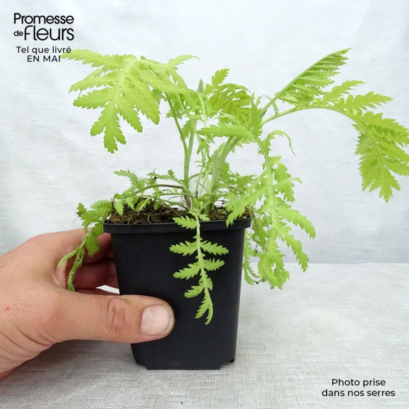 Amostra de Tanacetum vulgare Isla Gold Vaso de 8/9 cm tal como entregue na primavera