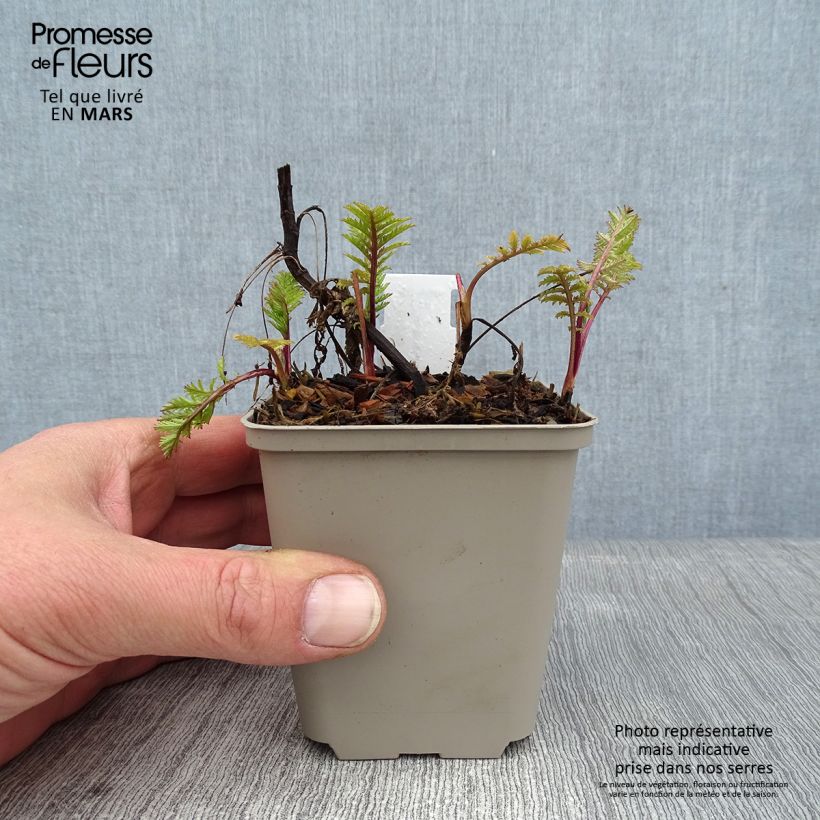 Amostra de Tanacetum vulgare Isla Gold - Tanaisie dorée Vaso de 8/9 cm tal como entregue no inverno